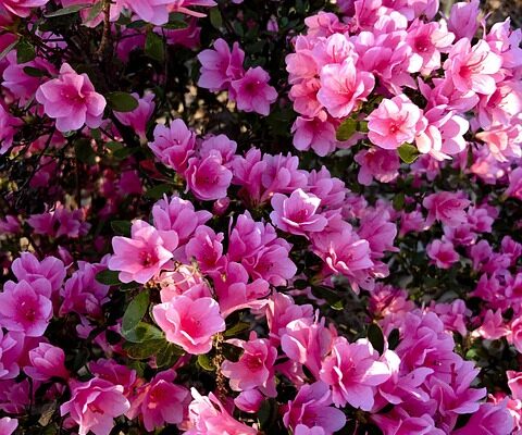 Azalea11
