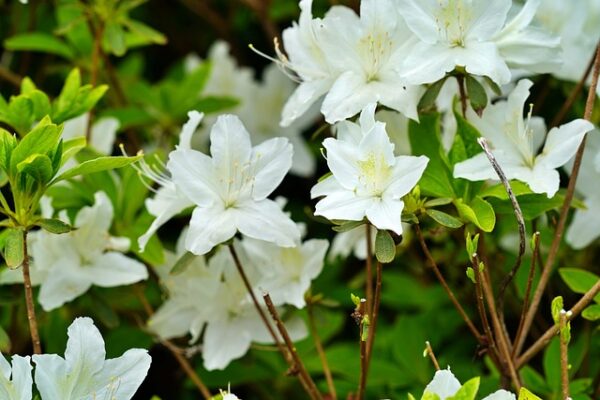 Azalea12