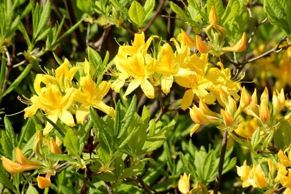 Azalea13