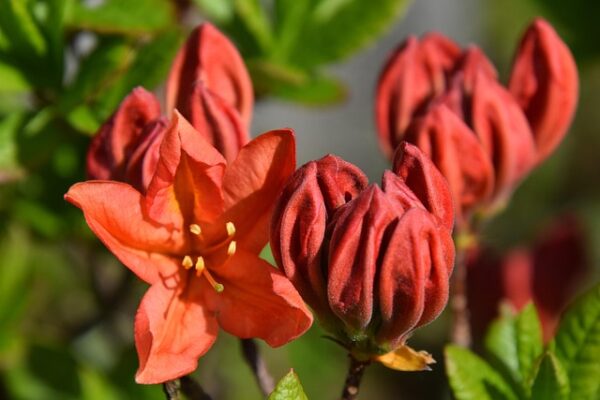 Azalea14
