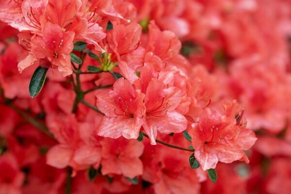Azalea4