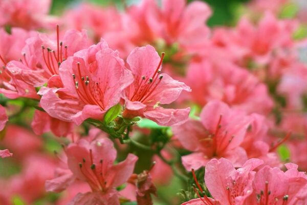 Azalea6
