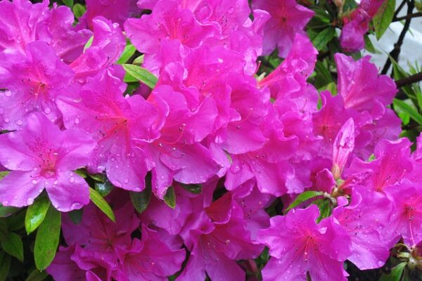 Azalea7