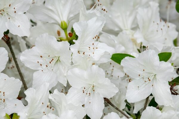 Azalea9