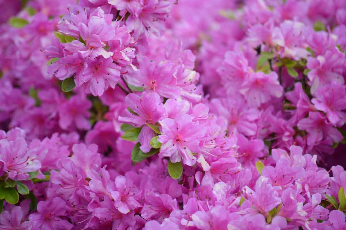 Azalea (Rhododendron)