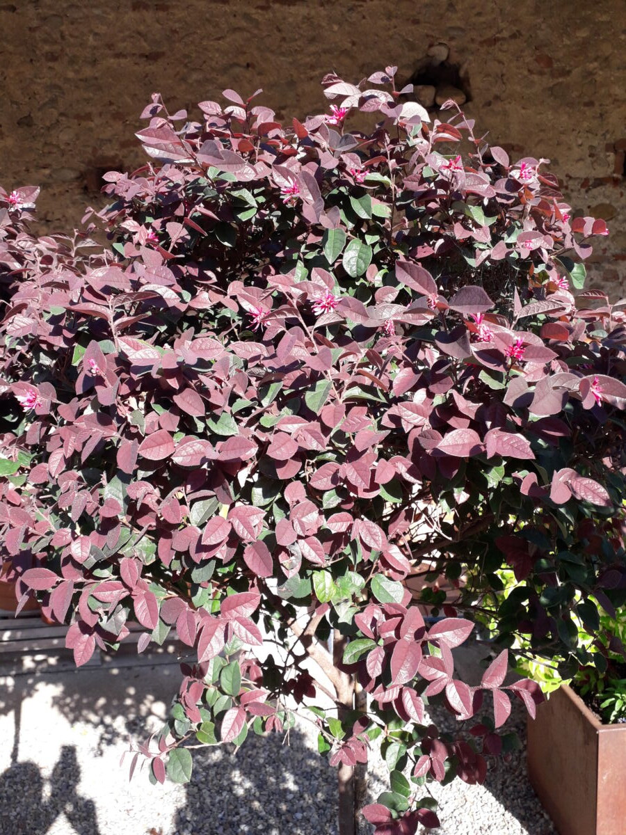 Loropetalum