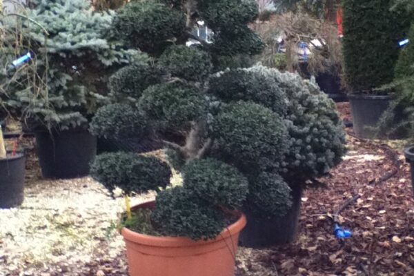 ILEX CRENATA BONSAI DA 750,00 €