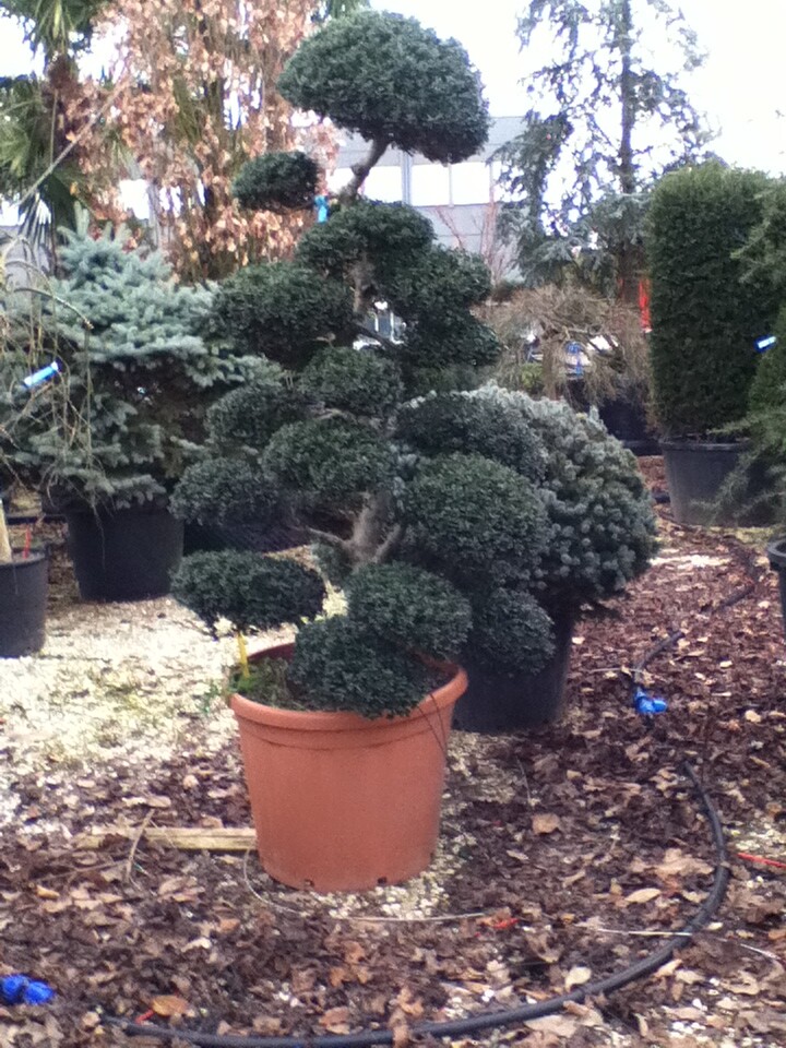 Ilex crenata