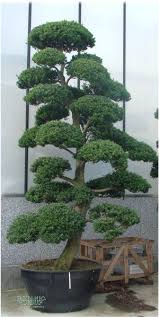 Ilex crenata1
