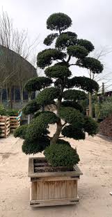 Ilex crenata2