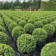 Ilex crenata4