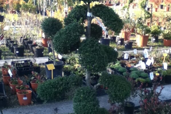Ilex crenata5