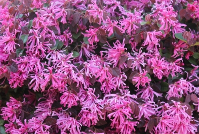 Loropetalum fiore