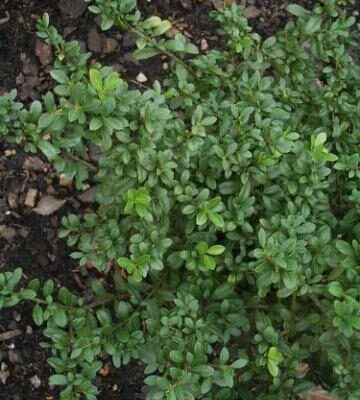 ilex_crenata_