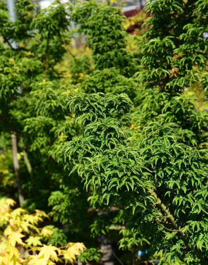 Acer Palmatum Shishigashira Crispifolium