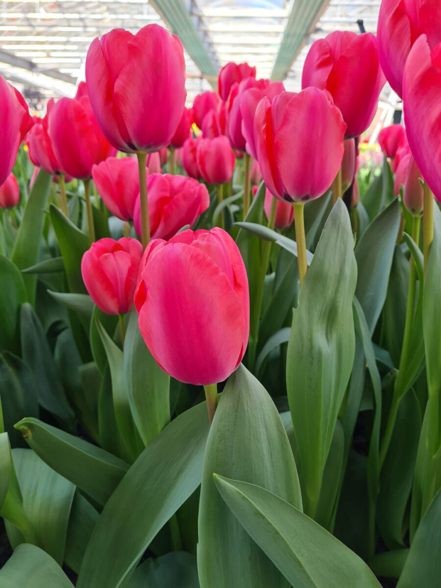 Tulipa Barcelona