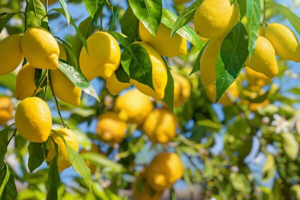 CITRUS LIMON Amalfitano