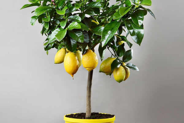 CITRUS LIMON alberello