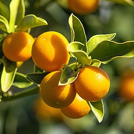 Citrus Kumquat tondo