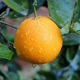 Citrus Sinensis arancio navel