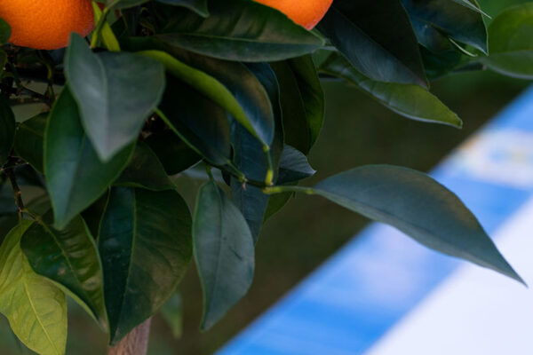 Citrus Sinensis arancio tarocco