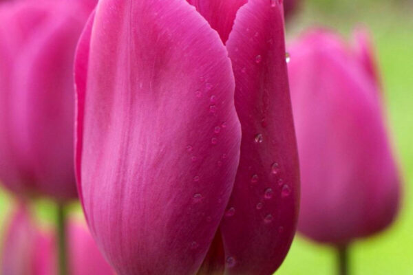 tulipa-barcelona1