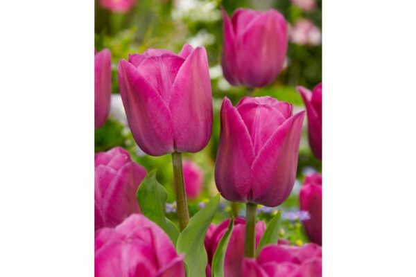 tulipa-barcelona_24