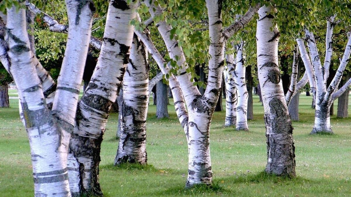 Betulla (Betula)