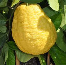 Citrus medica