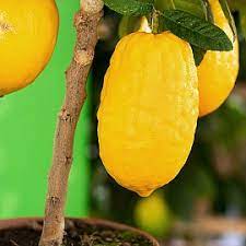 Citrus medica0