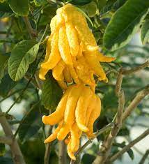 Citrus medica1