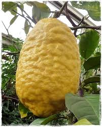 Citrus medica2