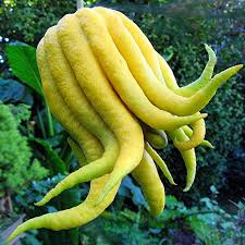 Citrus medica3