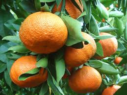 Clementine