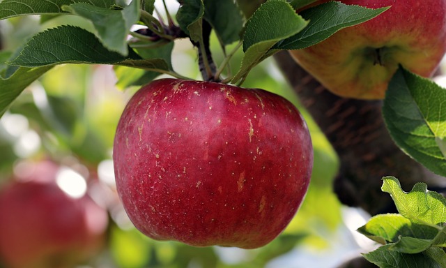 Melo (Malus domestica)