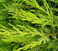 leylandii6