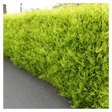 leylandii7