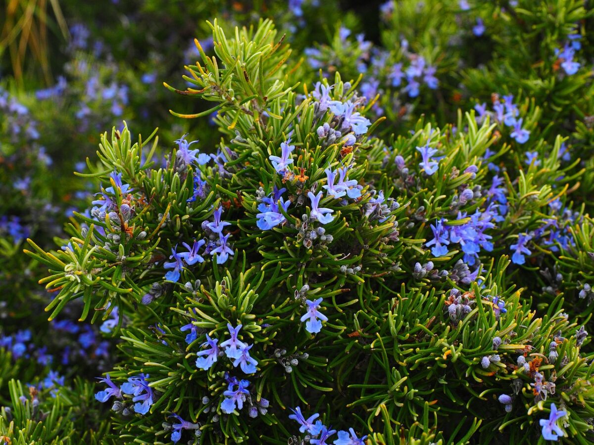 Rosmarino (Salvia rosmarinus)
