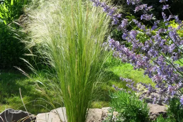 stipa