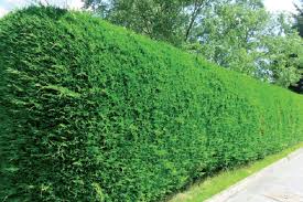 leylandii1