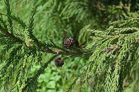 leylandii2