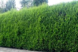 leylandii4