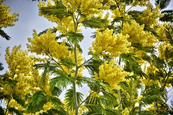 mimosa