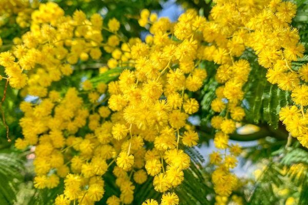 mimosa3