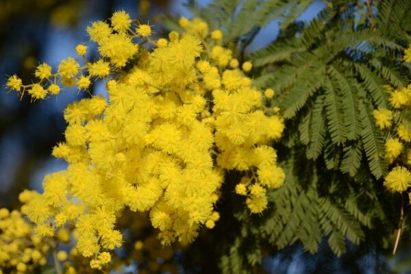 mimosa4
