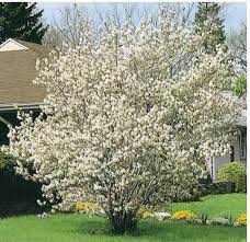 Amelanchier