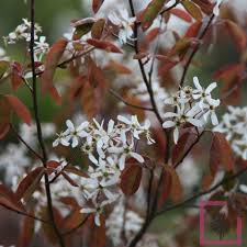 Amelanchier2