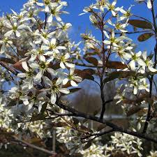 Amelanchier3