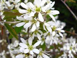 Amelanchier4