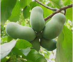 Asimina triloba